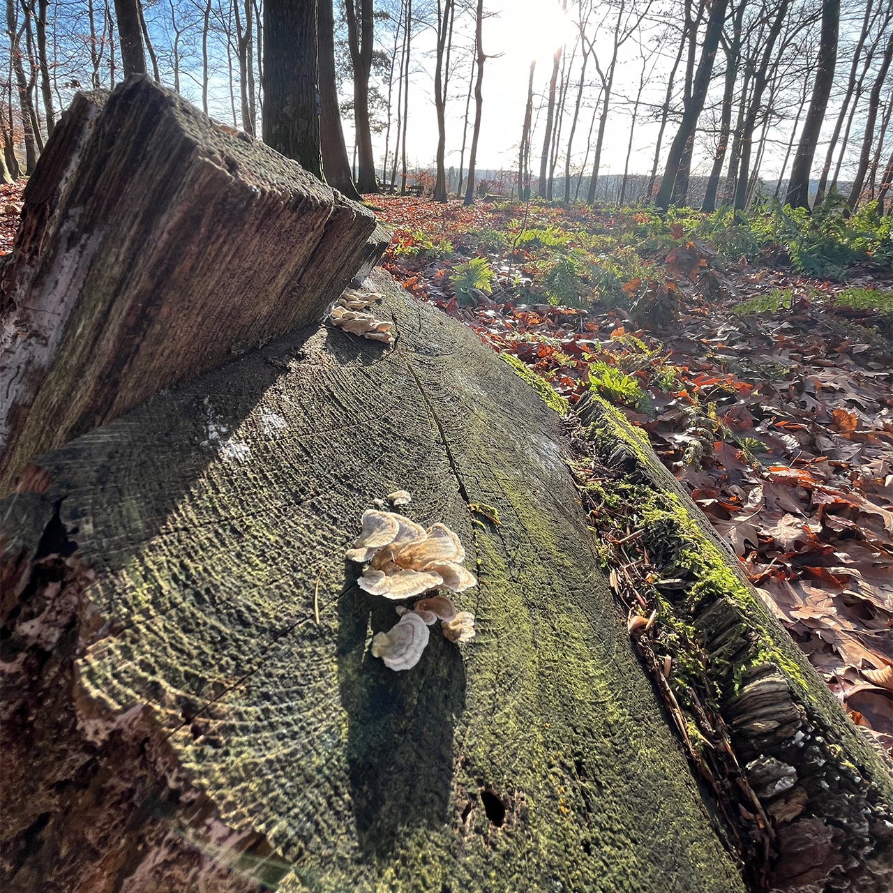 Flechten auf Jahresringen am Baumstumpf in herbstlicher Sonne – Symbol für Trauer, Erinnerung, Abschied und Hoffnung