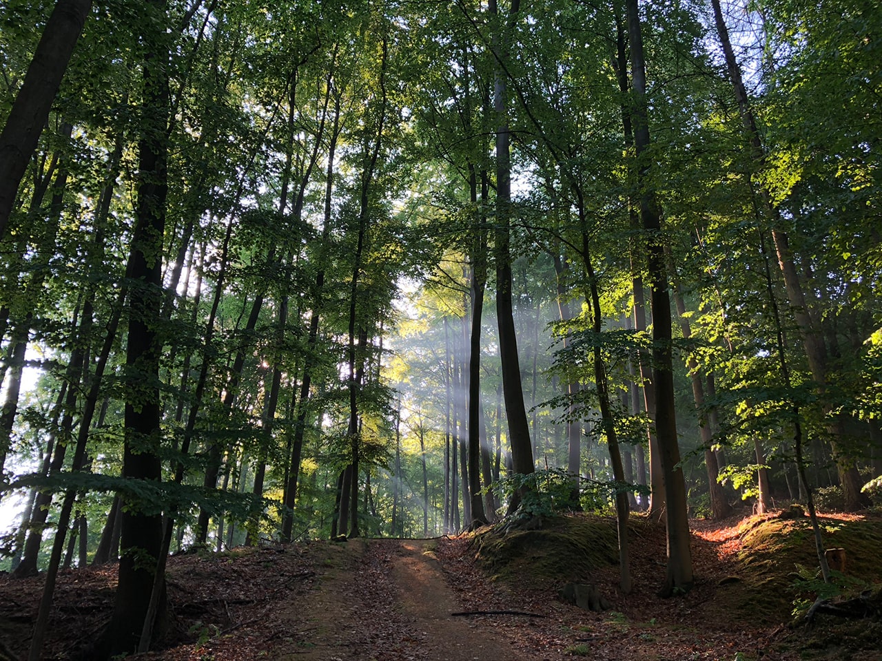 Sonnenlicht bricht durch herbstlichen Wald – Atmosphäre der Stille und des Abschieds
