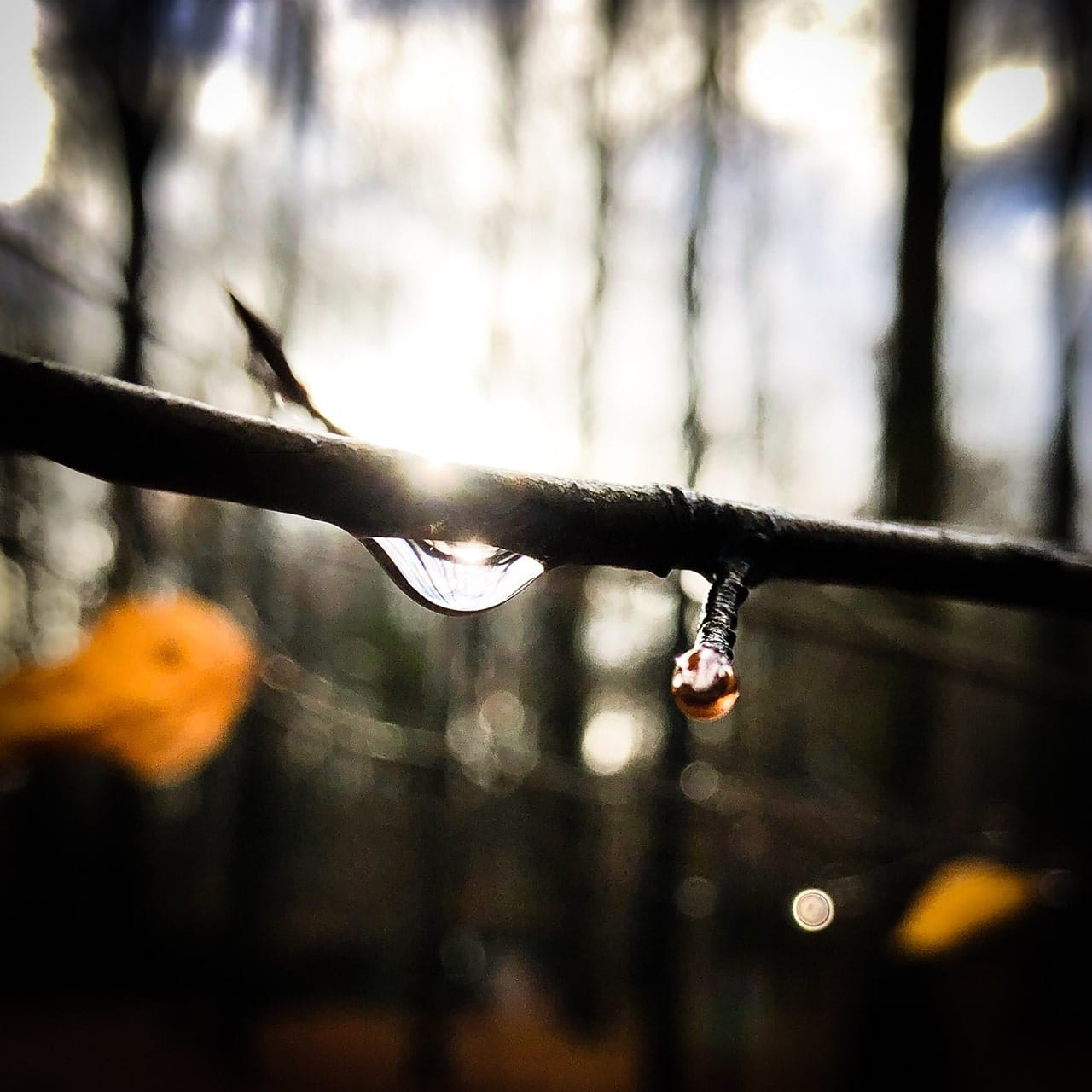 Tautropfen am Zweig mit Knospe im winterlichen Gegenlicht - Symbol für würdevollen Abschied und stille Trauer, Hoffnung, Erinnerung und Schmerz © Uwe Alschner