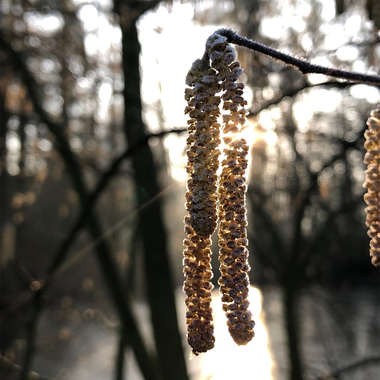 Haselnuss-Kätzchen im winterlichen Gegenlicht. Symbol für Trauer & Abschied, Hoffnung und Erinnerung.