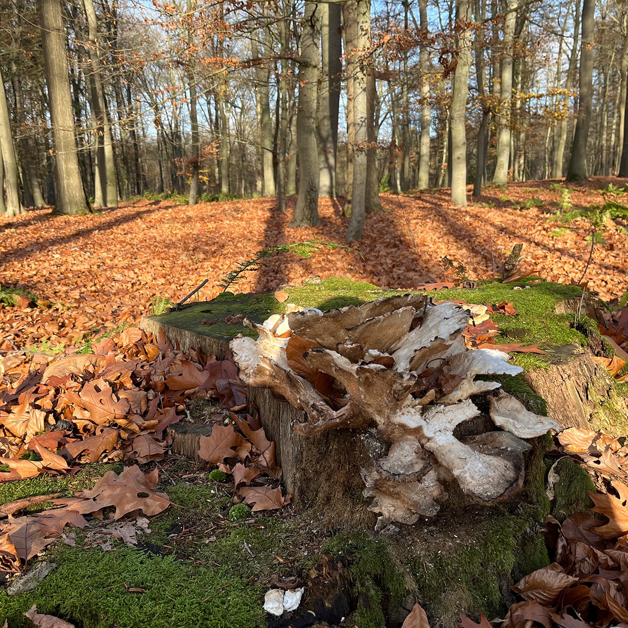 Naturbild Trauerredner Uwe Alschner – Würde im Abschied © Uwe Alschner