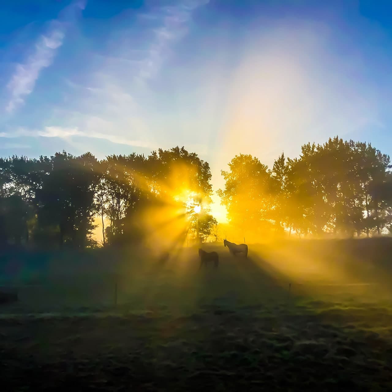 Licht im Wald – Bild für eine persönliche Trauerfeier in Osnabrück © Uwe Alschner