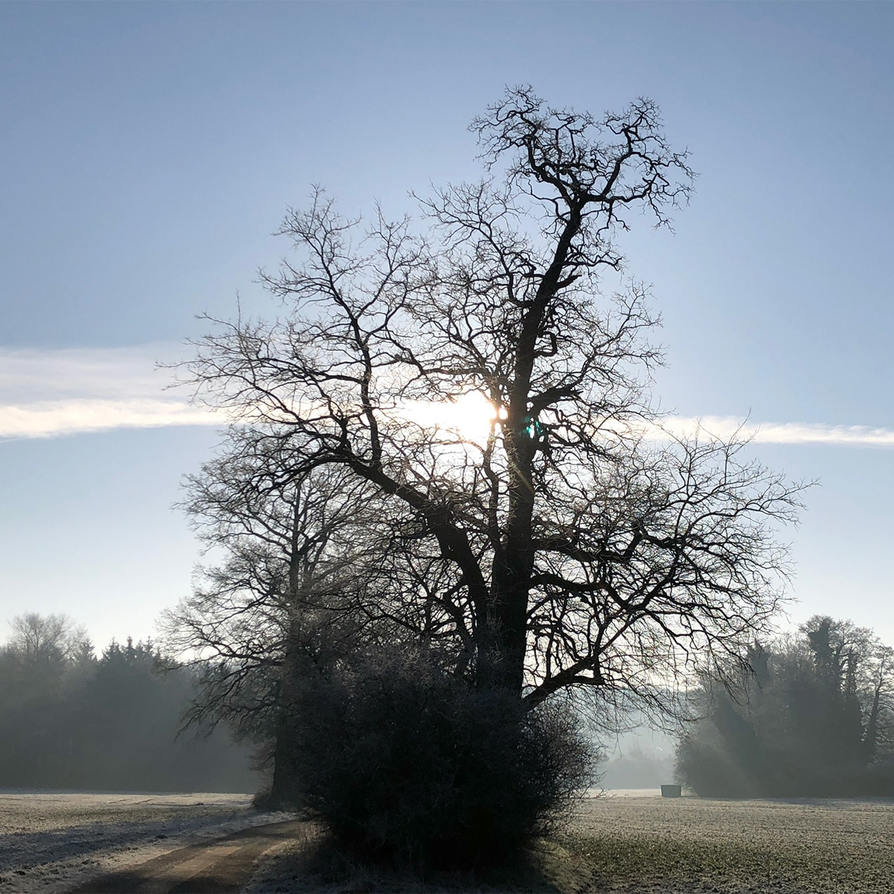 Stiller Baum im Nebel – würdevolle Trauerfeier im Osnabrücker Land © Uwe Alschner